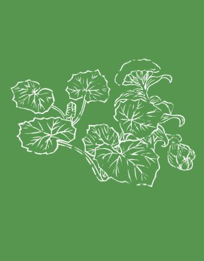 Yapraklı ve çiçekli el çizimi bitkiler