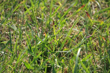 Parktaki çimenler, yakın görüş