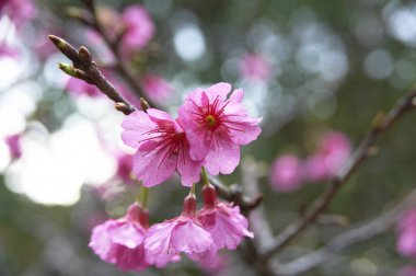 Güzel kiraz ağaçlarının çiçeklerine yakın.    
