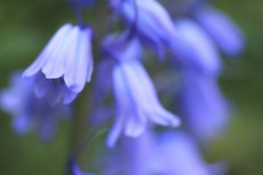 Bahçedeki güzel çiçekler