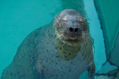 Okyanus arka planında yüzen deniz aslanı. Yaklaş.