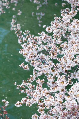 Ağaçta açan güzel bahar çiçekleri