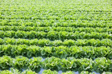 taze marul sebze bahçesinde büyüyen