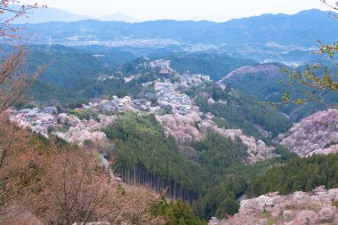 Japonya 'nın Nara kentindeki dağlarda çiçek açan güzel sakura ağaçlarının manzarası.
