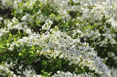 Gündüz kiraz çiçeği, arka plan görünümü 
