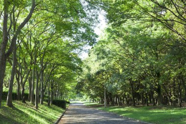 Ağaçlar ve otlarla dolu bir yol.