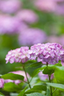 Mor ortanca çiçeklerinin yakın görüntüsü