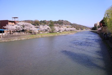 Japonya, Tokyo 'daki nehirde kiraz çiçekleri. 