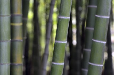 Bambu yakın çekim