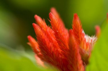Yeşil arka planı olan kırmızı çiçeğe yaklaş. doğa arkaplanı.
