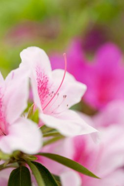 Pembe ve beyaz çiçekli bir çiçeğin yakın çekimi.