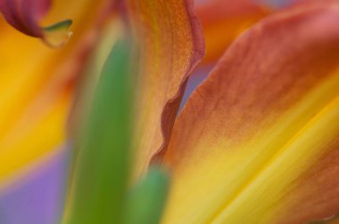 Arka planı bulanık turuncu ve pembe lalelerden oluşan bir makro çekim.