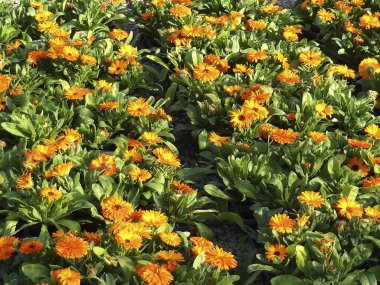 Bahçedeki güzel çiçekler