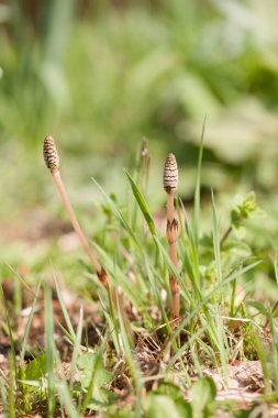 Çimlerin üzerinde birkaç küçük bitki var.