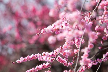 kiraz ağaçları doğa arka planı 