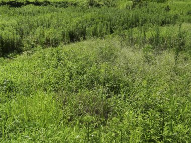 Yazın çimen tarlası 