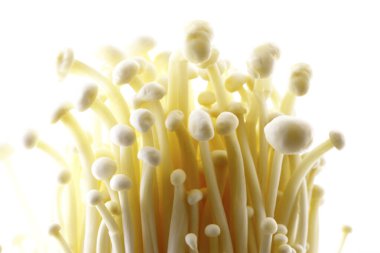 Beyaz arkaplanda shimoji mantarları