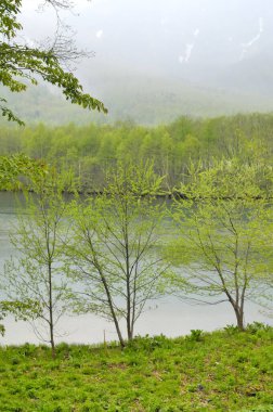 Yeşil ormandaki nehir