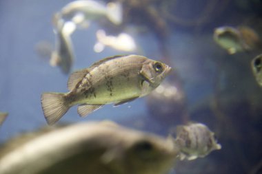 Akvaryumdaki güzel tropikal deniz balıklarının sualtı manzarası