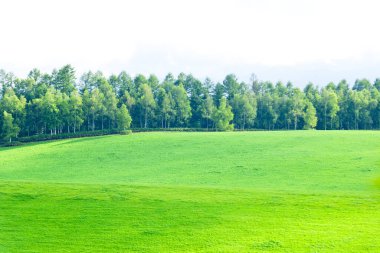 yeşil tarla ve mavi gökyüzü 