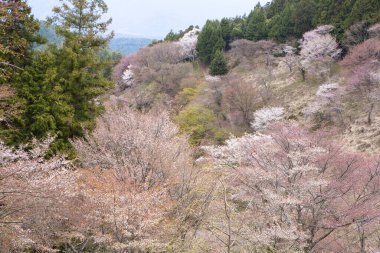 Japonya 'nın Nara kentindeki dağlarda çiçek açan güzel sakura ağaçlarının manzarası.