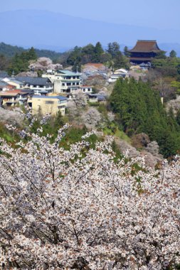 Japonya 'daki yeşil park tepelerinde çiçek açan sakura ağaçlarının manzaralı görüntüleri.