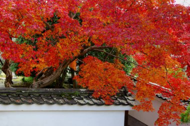 Parktaki güzel parlak sonbahar ağaçları 