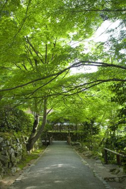 beautiful view of the japanese park
