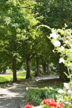 Şehir Parkı yeşil ağaçların