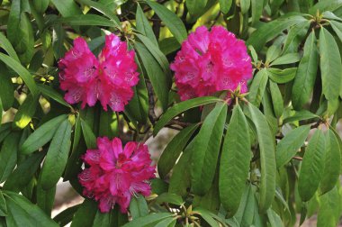 ormangülü bahçede