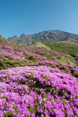 Dağlarda güzel çiçekler 