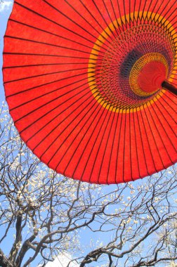 Japon Erik Festivali 'nde kırmızı kağıt şemsiye ve çiçek açan ağaç