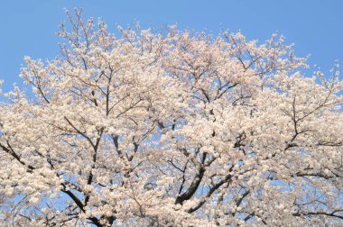 İlkbaharda kiraz çiçekleri, sakura ağaçları                