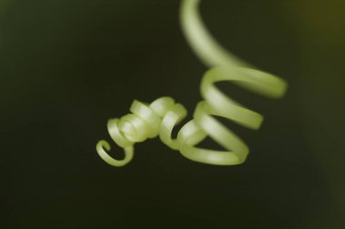 Yeşil bir bitkinin yakınında.