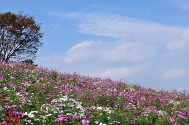 Bahçede çiçek açan kozmos çiçekleri
