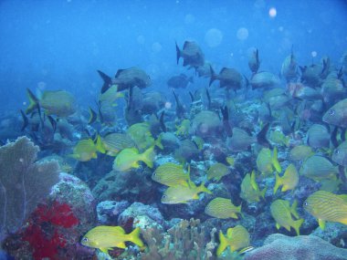 Güzel tropikal deniz balıklarının sualtı manzarası 