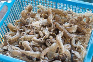 Piyasada taze karidesler, ayrıntılı görünüm