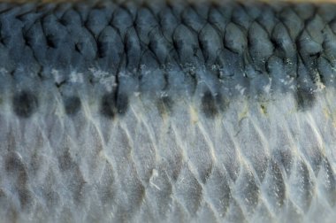 Yakından bakınca desenli gümüşi balık pulları görünüyor.