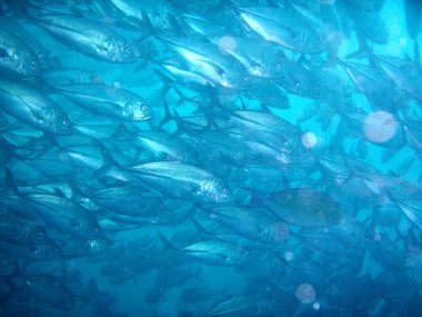 Güzel tropikal deniz balıklarının sualtı manzarası 