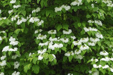 Güzel çiçekler, yakın manzara, yaz konsepti.