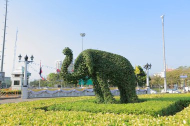 Bahçedeki dekoratif fil fidanı.