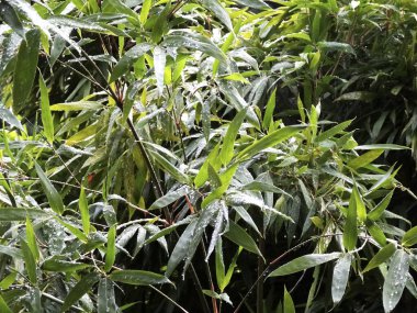 Bahçede yağmur damlaları olan yeşil yaprakları kapatın. 