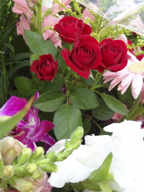 kırmızı ve beyaz çiçekler