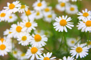 Bahçedeki güzel papatya çiçekleri, yakın plan.. 