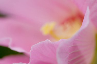 Bahçedeki güzel pembe çiçeğin yakın görüntüsü