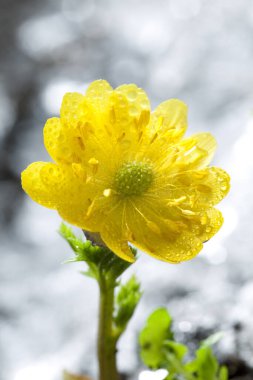 Su damlacıkları ile sarı çiçekler, yakın çekim