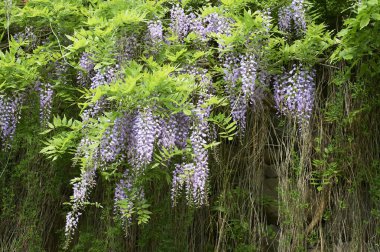 Çiçek açmış salkımın güzel mor çiçekleri.