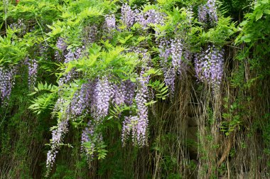 beautiful purple flowers of wisteria in bloom clipart