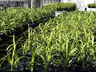 Serada çiçekler ve bitkiler