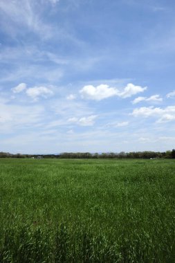 Parlak mavi gökyüzünün altında geniş yeşil bir alan kırsal bir alana dağılmış bulutlar.